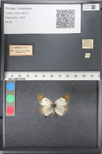 Media type: image;   Entomology 124719